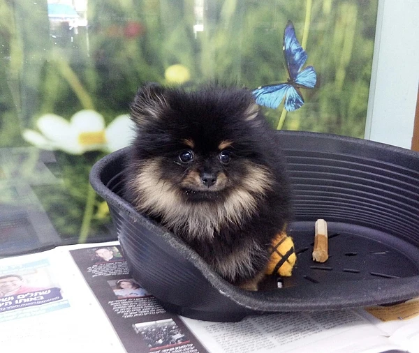 גור פומרניין POMERANIAN