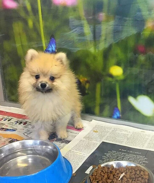 גור פומרניין POMERANIAN