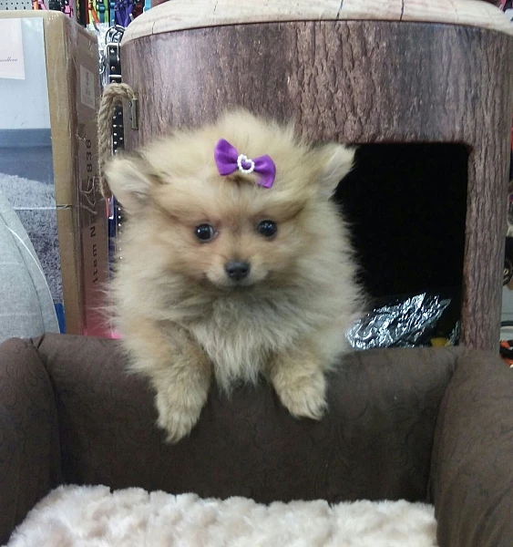 גור פומרניין POMERANIAN