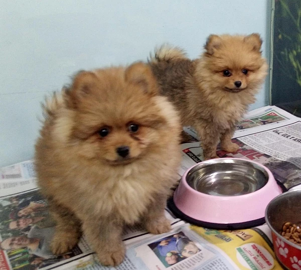 גור פומרניין POMERANIAN