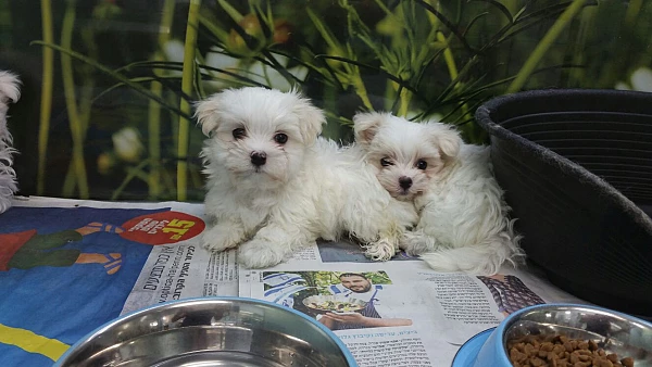 גור מלטז MALTESE