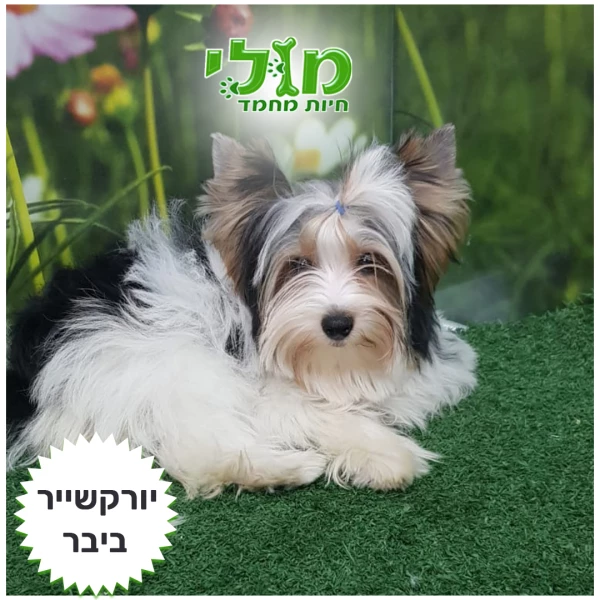 גור יורקשייר ביבר עם תעודות יוחסין