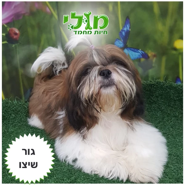 גור שיצו SHIN TZU