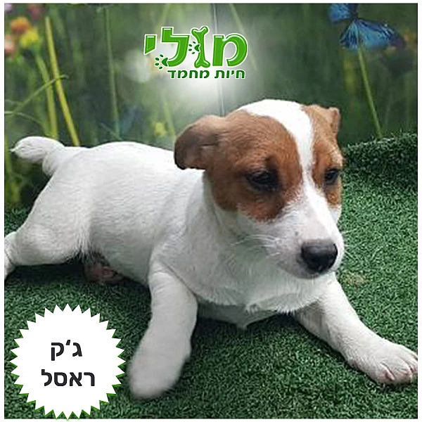 Jack Russell Terrier - ג'ק ראסל עם תעודות יוחסין