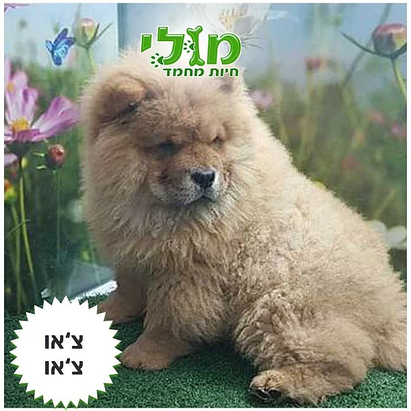 גור צ'או צ'אוי - Chow Chow עם תעודות יוחסין