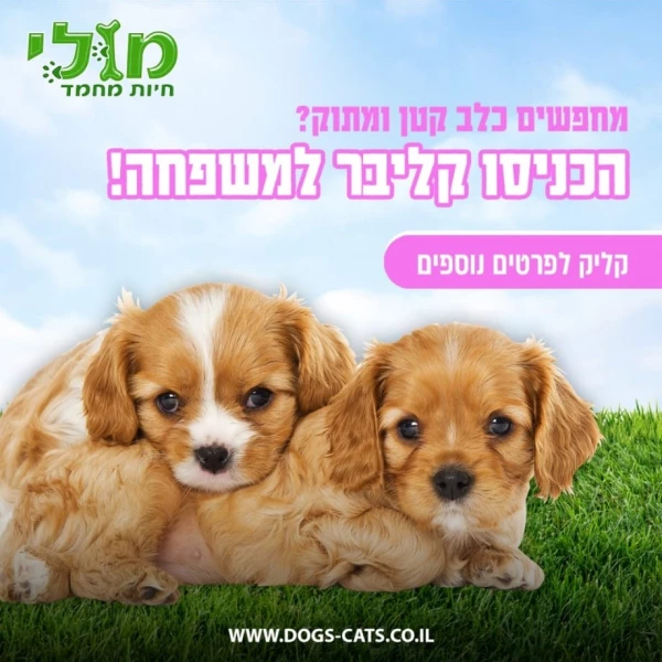 גור קבליר קינג צ'ארלס ספניאל Cavalier King Charles